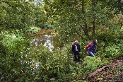 France, Bas-Rhin (67), Parc naturel régional des Vosges du Nord, Lembach, étang du Fleckenstein alimenté par la rivière Sauer