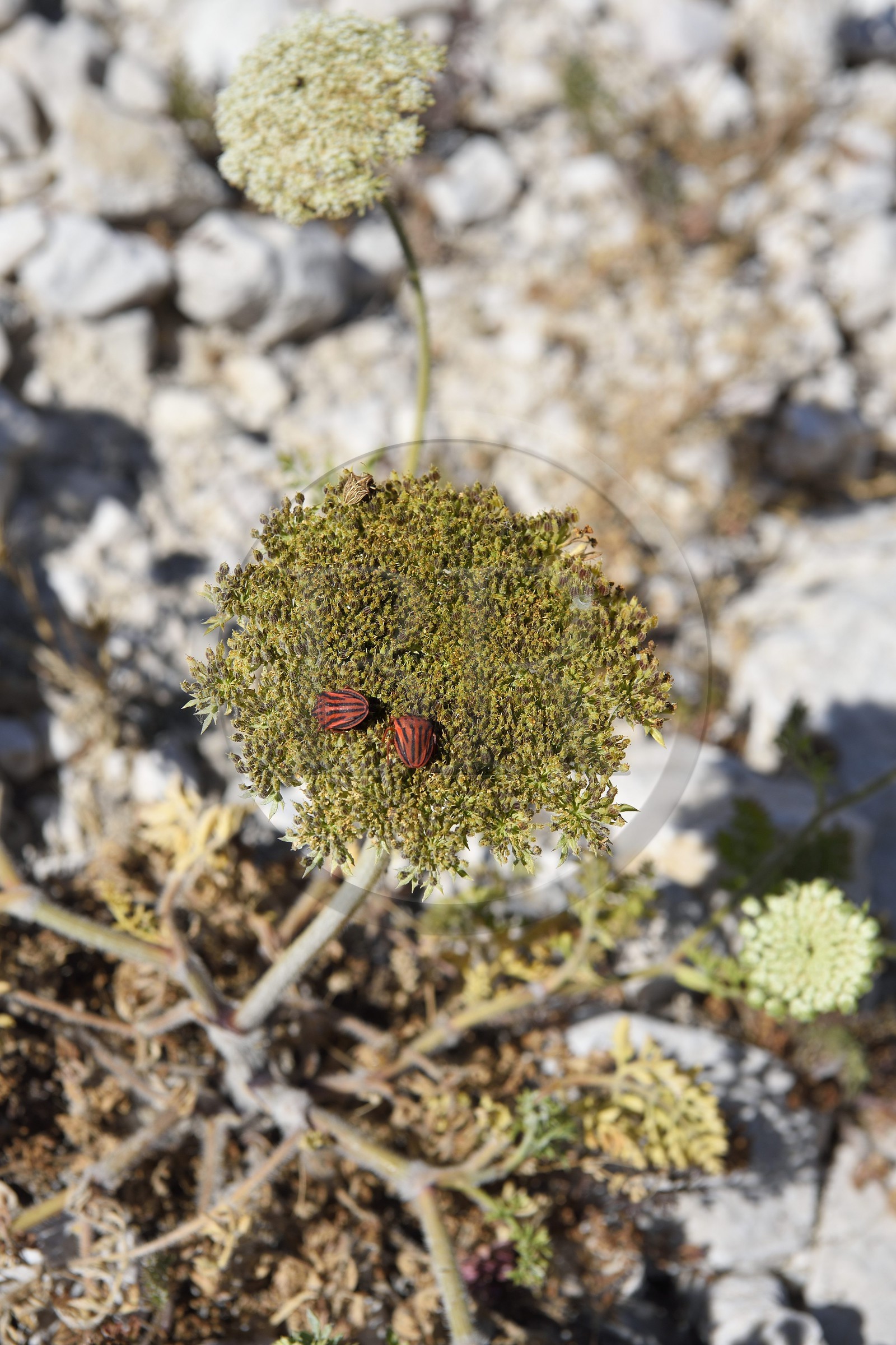 France, Bouches-du-Rhône (13), Marseille, Parc National des Calanques, Archipel des Iles du Frioul, Ile de Pomègues