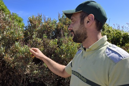 France, Alpes-Maritimes (06), Cannes, Iles de Lérins, Ile Sainte-Marguerite, Vincent Sitruk, l'un des deux gardes forestiers de l'île et lavande des mers