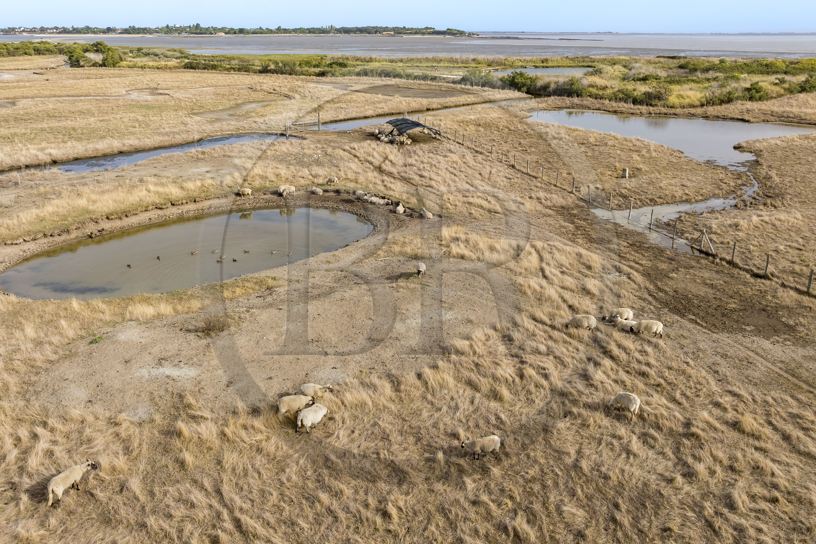 France, Charente-Maritime (17), Port-des-Barques, Ile Madame, la Ferme Aquacole de l'Ile Madame, elevage de moutons et canards dans l'étang (vue aérienne)