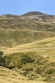 France, Cantal (15), Parc Naturel Régional des Volcans d’Auvergne, le Plomb du Cantal (1855m) vu depuis le col de Prat de Bouc, troupeau de vaches