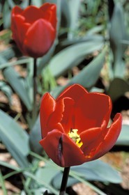France, des tulipes rouges
