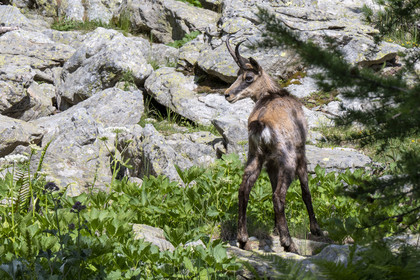 France, Alpes-Maritimes (06), parc national du Mercantour, Haute-Vésubie, Saint-Martin-Vésubie, Val du Haut Boréon, chamois (Rupicapra rupicapra) au lac des Sagnes vers le refuge de Cougourde
