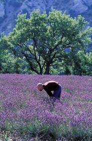 France, Vaucluse (84), Lubéron, commune de Gordes, moine de l'abbaye de Sénanque dans un champ de lavande