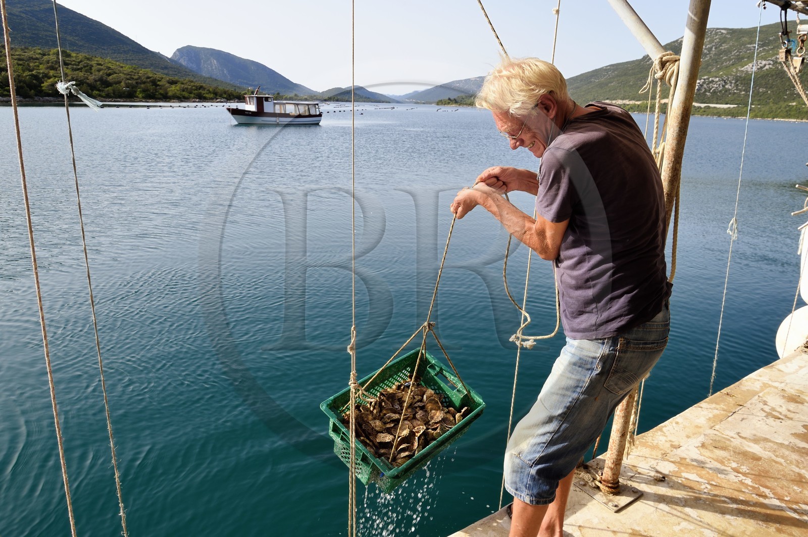 Croatie, Dalmatie, cote dalmate, presqu'ile de Peljesac, Ston, le plus grand centre d'ostréiculture de la cote dalmate à Mali Ston, l'ostreiculteur Andrea à la manoeuvre