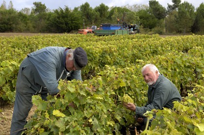 France, Charente-Maritime (17), Ile d'Oléron, Le Château d'Oléron, vendanges à la main dans les vignes de Michel Patoizeau