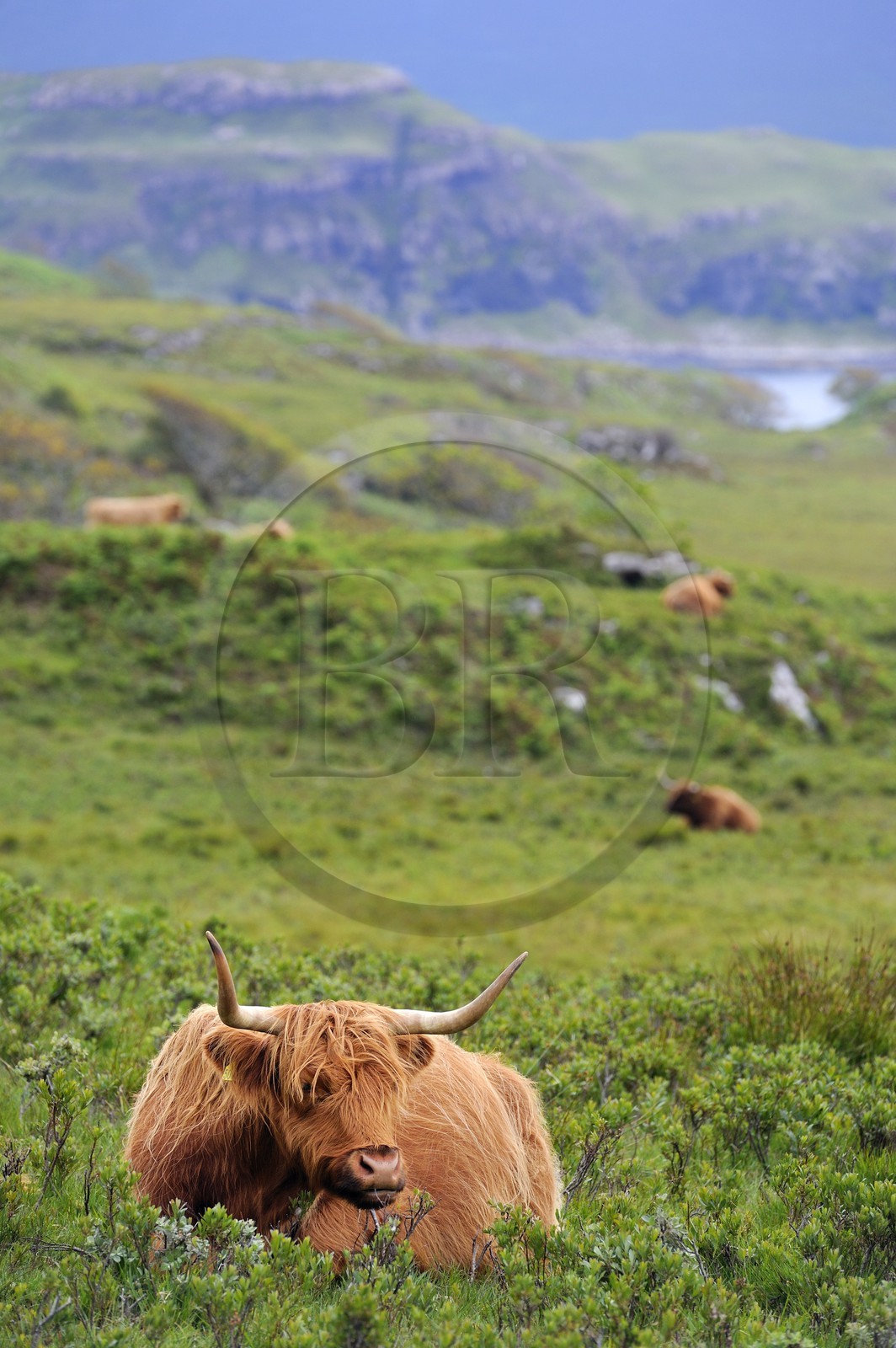 Royaume-Uni, Ecosse, Highland, Hébrides intérieures, Ile de Mull, vache de race Highland
