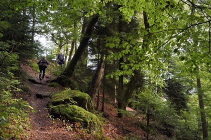France, Bas-Rhin (67), Parc Naturel régional des Vosges du Nord, La Petite Pierre, sentier des Trois Roches vers le Rocher Blanc
