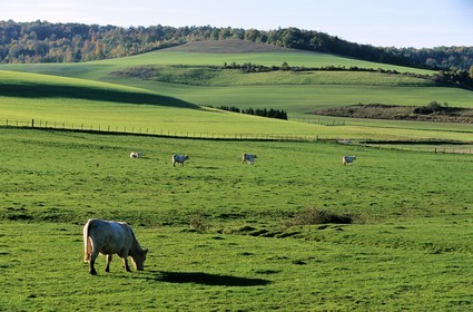 France, Haute-Marne (52), troupeau de vaches dans les près