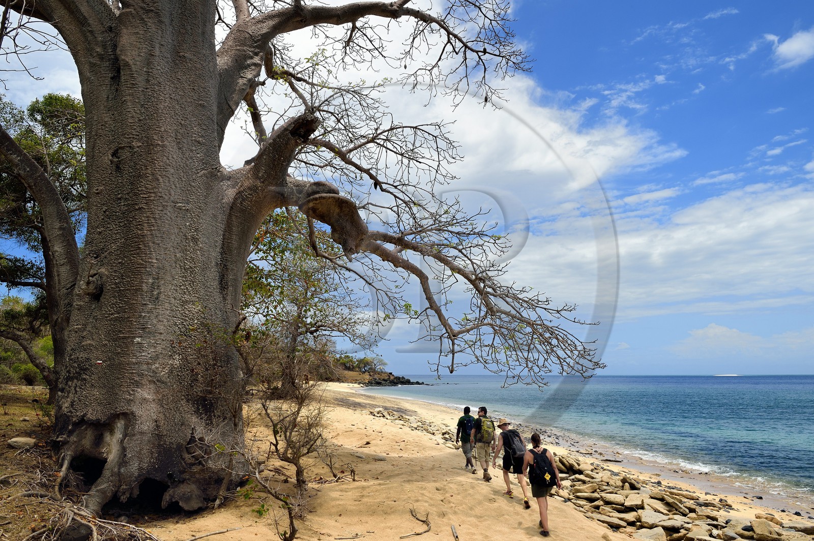 France, Ile de Mayotte, Grande-Terre, M'Tsamoudou, pointe de Saziley, randonneurs sur le sentier de grande randonnée faisant le tour de l'ile, baobab sur la plage