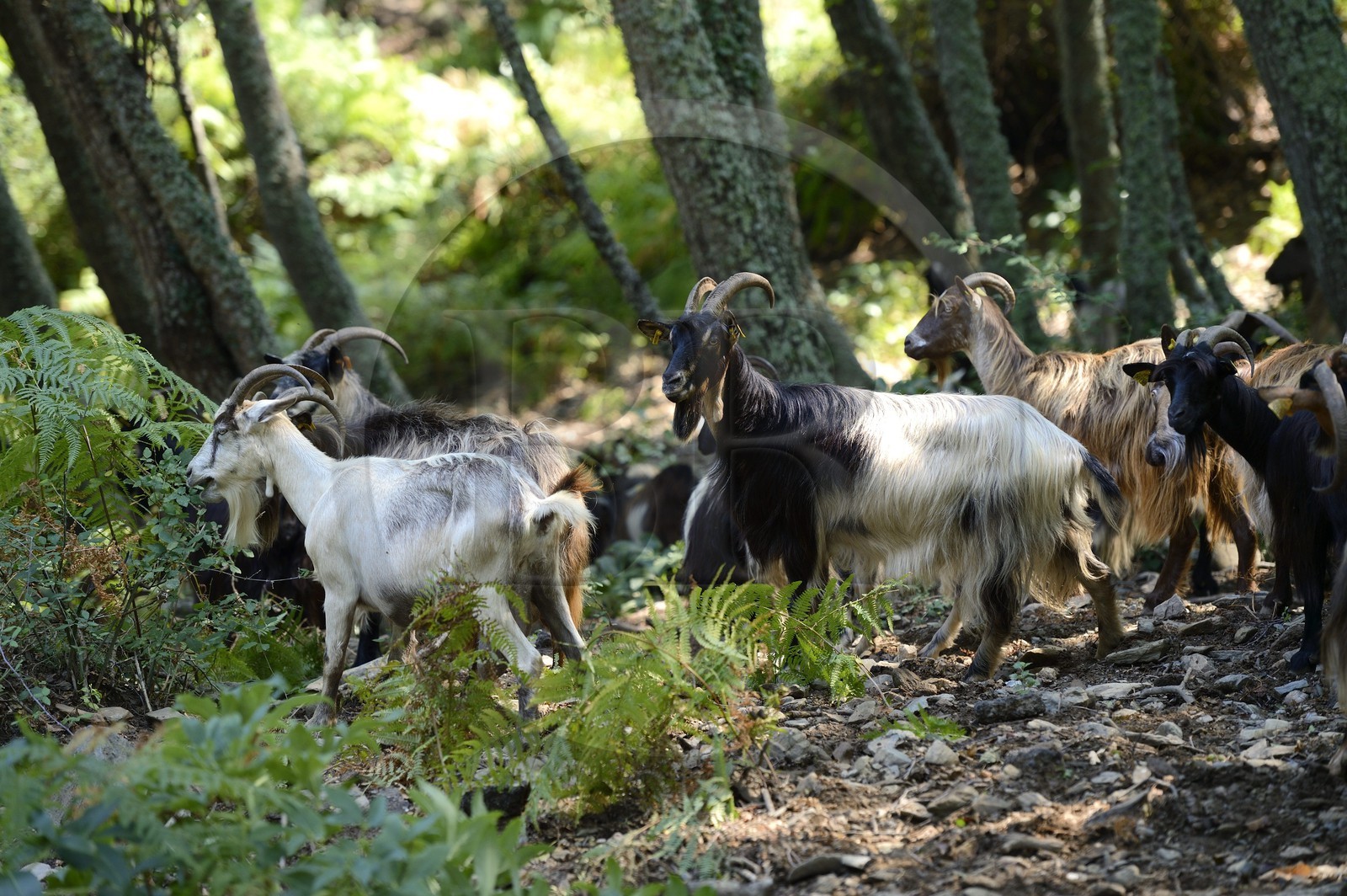 France, Haute-Corse (2B), Castagniccia, chèvres