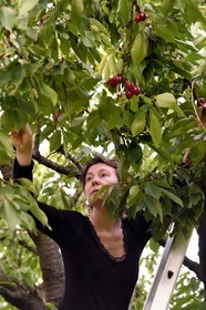 France, cerisier (Prunus cerasus), cerises dans l'arbre