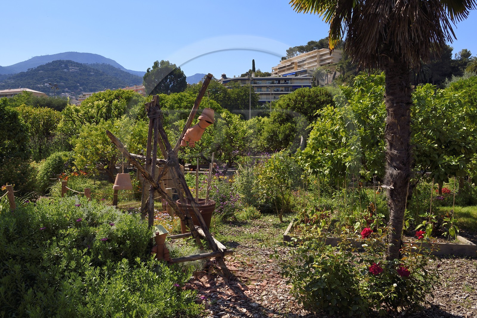 France, Alpes-Maritimes (06), Menton, Jardin du Palais de Carnolès, son parc botanique abrite la plus importante collection d’agrumes d’Europe