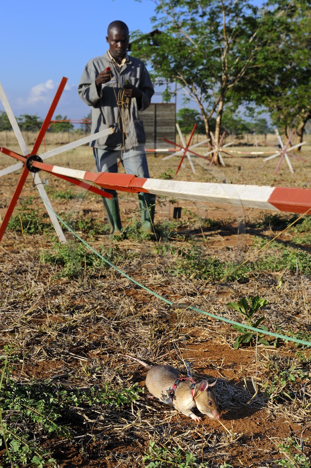 Tanzanie, université de Morogoro, centre de recherche Apopo de technologie de détection par les rats de mines anti-personnel, entrainement des rats à la détection de TNT sur le terrain