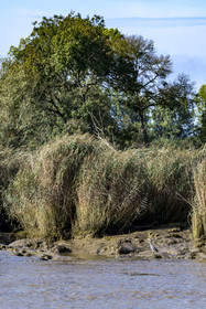 France, Loire-Atlantique (44), Le Pellerin, héron cendré (Ardea cinerea) sur les rives de la Loire