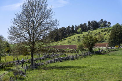 France, Haute-Loire (43), Landos, randonnée avec un âne sur le chemin de Stevenson (GR 70)