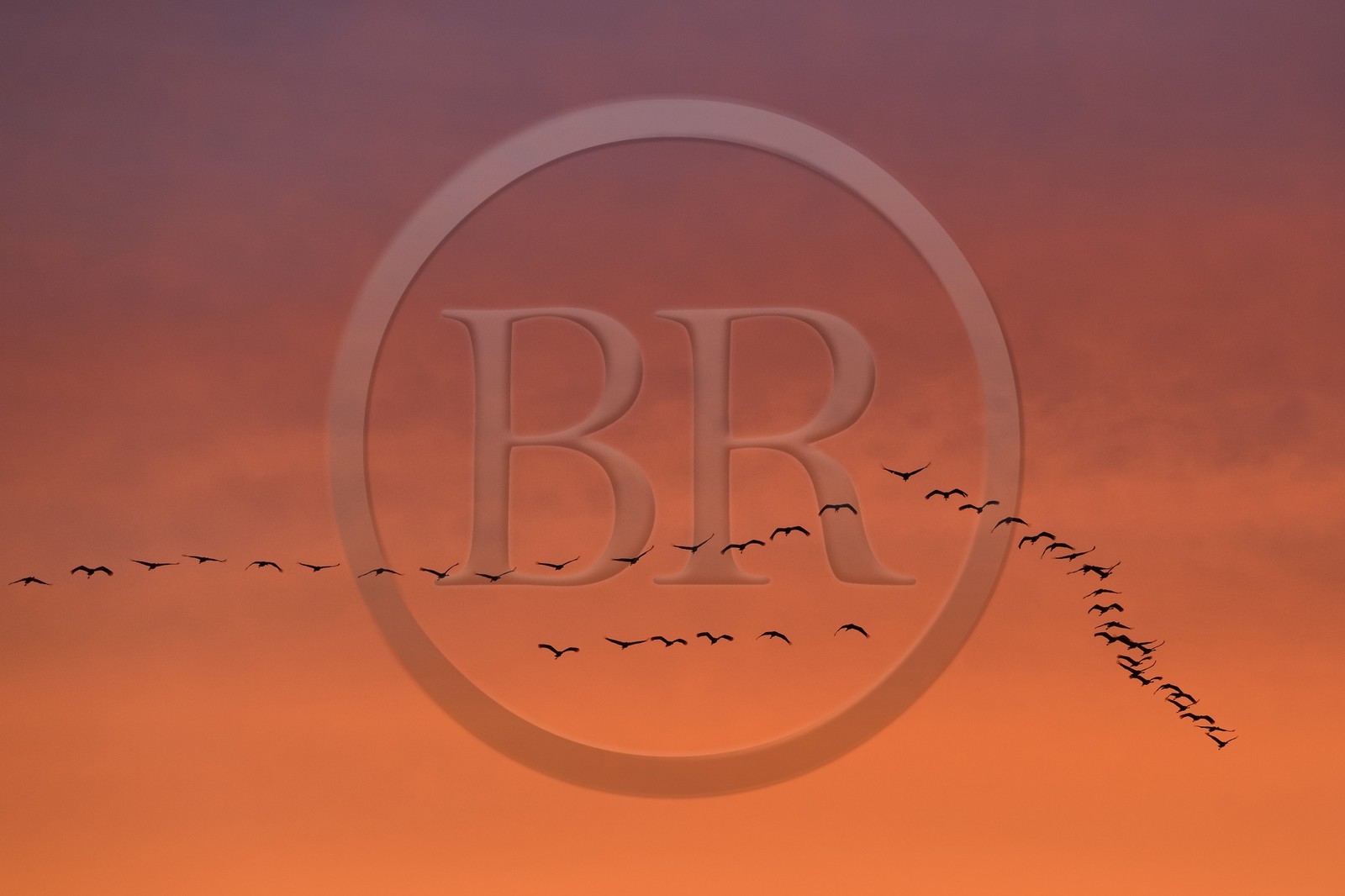 France, Indre (36), le Berry, parc naturel régional de la Brenne, Rosnay, étang de la Mer Rouge, grue cendrée (grus grus), vol au coucher de soleil