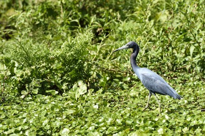Nicaragua, Ile d'Ometepe réserve mondiale de Biosphère sur le lac Nicaragua, marais le long du Rio Istian, Aigrette bleue (Egretta caerulea)