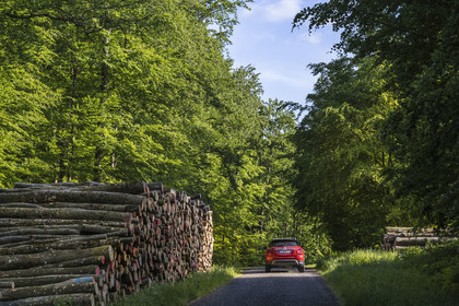 France, Bas-Rhin (67), Parc Naturel régional des Vosges du Nord, Eschbourg, la route forestière qui rejoint La Petite Pierre à travers la forêt, coupe de bois