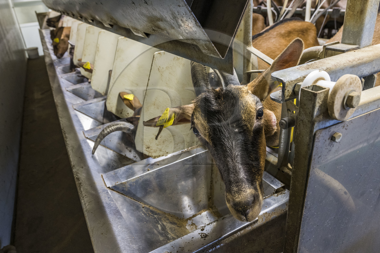 France, Bas-Rhin (67), Parc naturel régional des Vosges du Nord, Obersteinbach, la chèvrerie de La Ferme du Steinbach