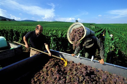 France, Haut-Rhin (68), Eguisheim, labellisé Les Plus Beaux Villages de France, les vendanges sur les vignes du viticulteur Jean Luc Freudenreich