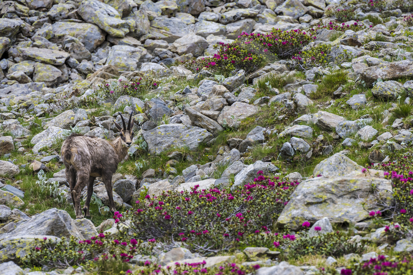 France, Alpes-Maritimes (06), parc national du Mercantour, Haute-Vésubie, Saint-Martin-Vésubie, Val du Haut Boréon, chamois (Rupicapra rupicapra) et Rhododendron vers le lac de Trécolpas