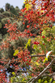 Italie, Ligurie, Province d'Imperia, Vintimille, Jardin botanique Hanbury, fleurs de l'arbre Brachychiton acerifolius originaire d'Australie