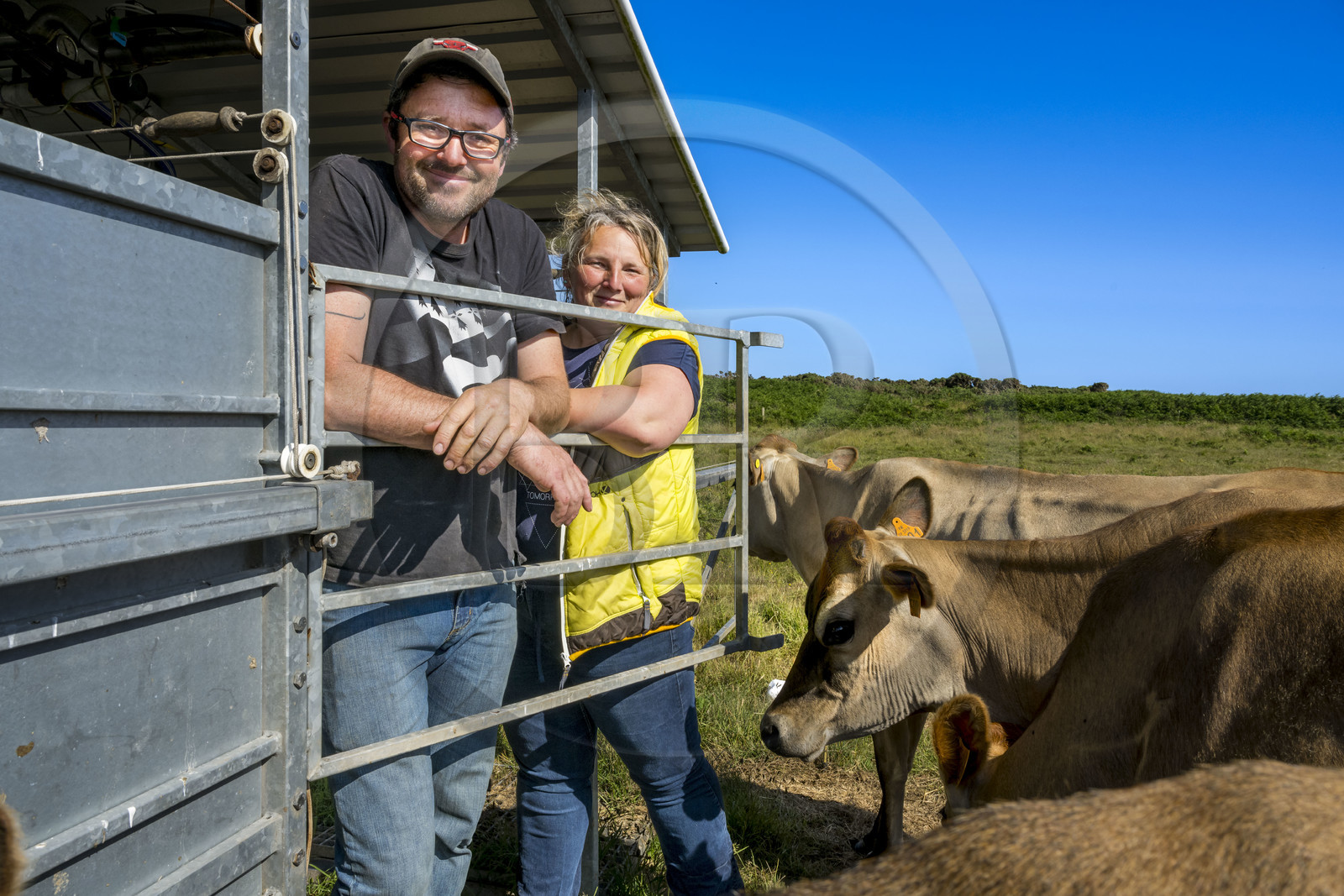 France, Finistère (29), Mer d'Iroise, Ile d'Ouessant, Thomas et Marie Richaud éleveurs de la ferme Les vaches aux 4 vents, traite en paturage mobile