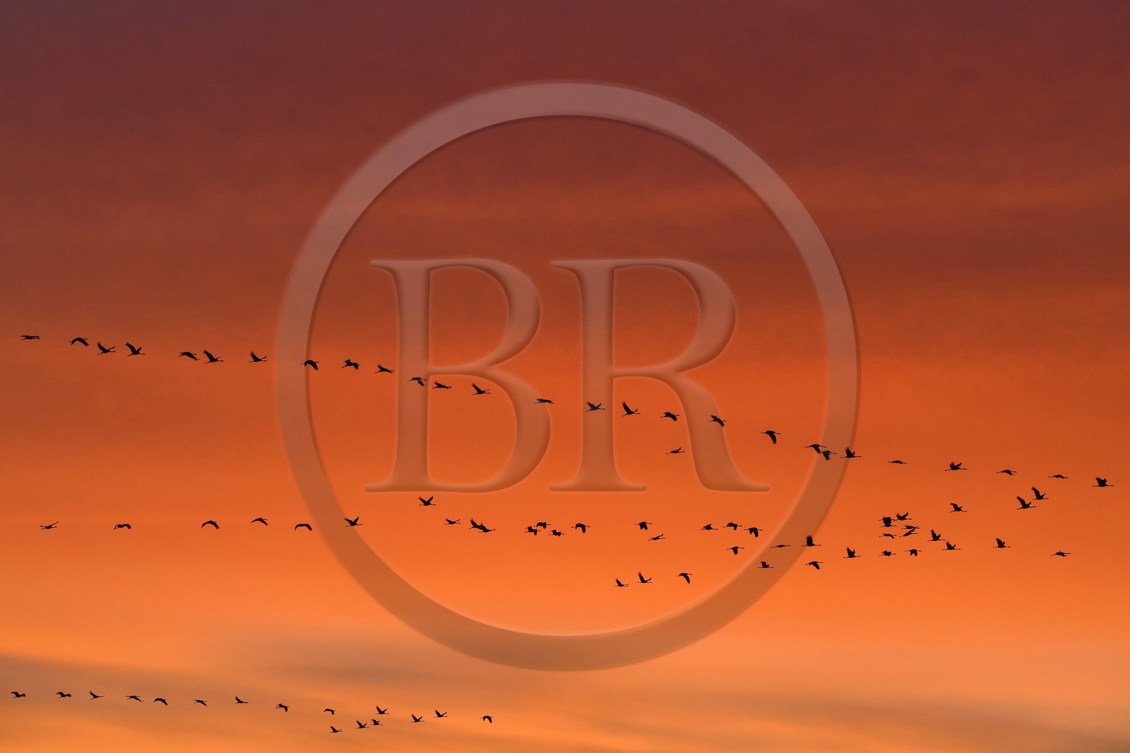 France, Indre (36), le Berry, parc naturel régional de la Brenne, Rosnay, étang de la Mer Rouge, grue cendrée (grus grus), vol au coucher de soleil
