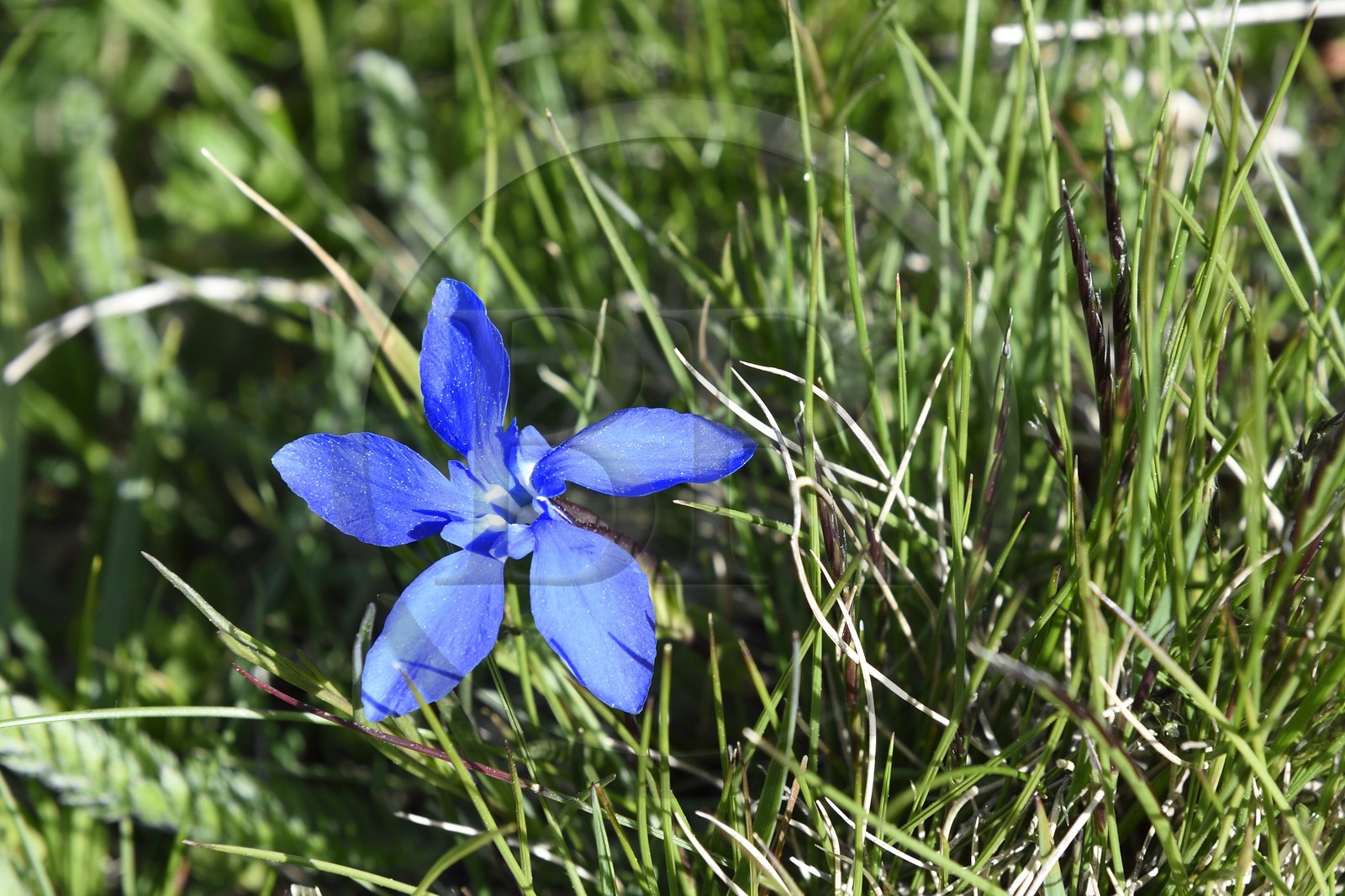 France, Alpes-Maritimes (06), parc national du Mercantour, Haute-Vésubie, vallon de la Madone de Fenestre, gentiane printanière (Gentiana verna)