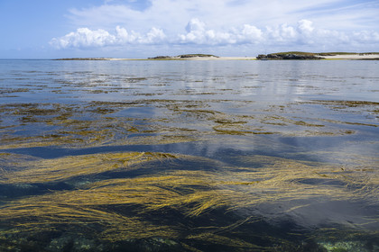 France, Finistère (29), Mer d'Iroise, archipel de Molène, Ile de Quéménès, haricots de mer (Himanthalia elongata)