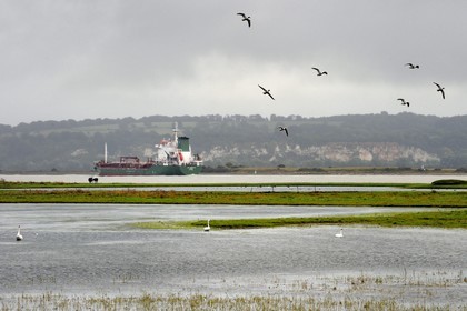 France, Seine-Maritime (76), Réserve Naturelle de l'estuaire de la Seine, cargo remontant la Seine vers Rouen, vol de Tadornes de Belon (Tadorna tadorna)