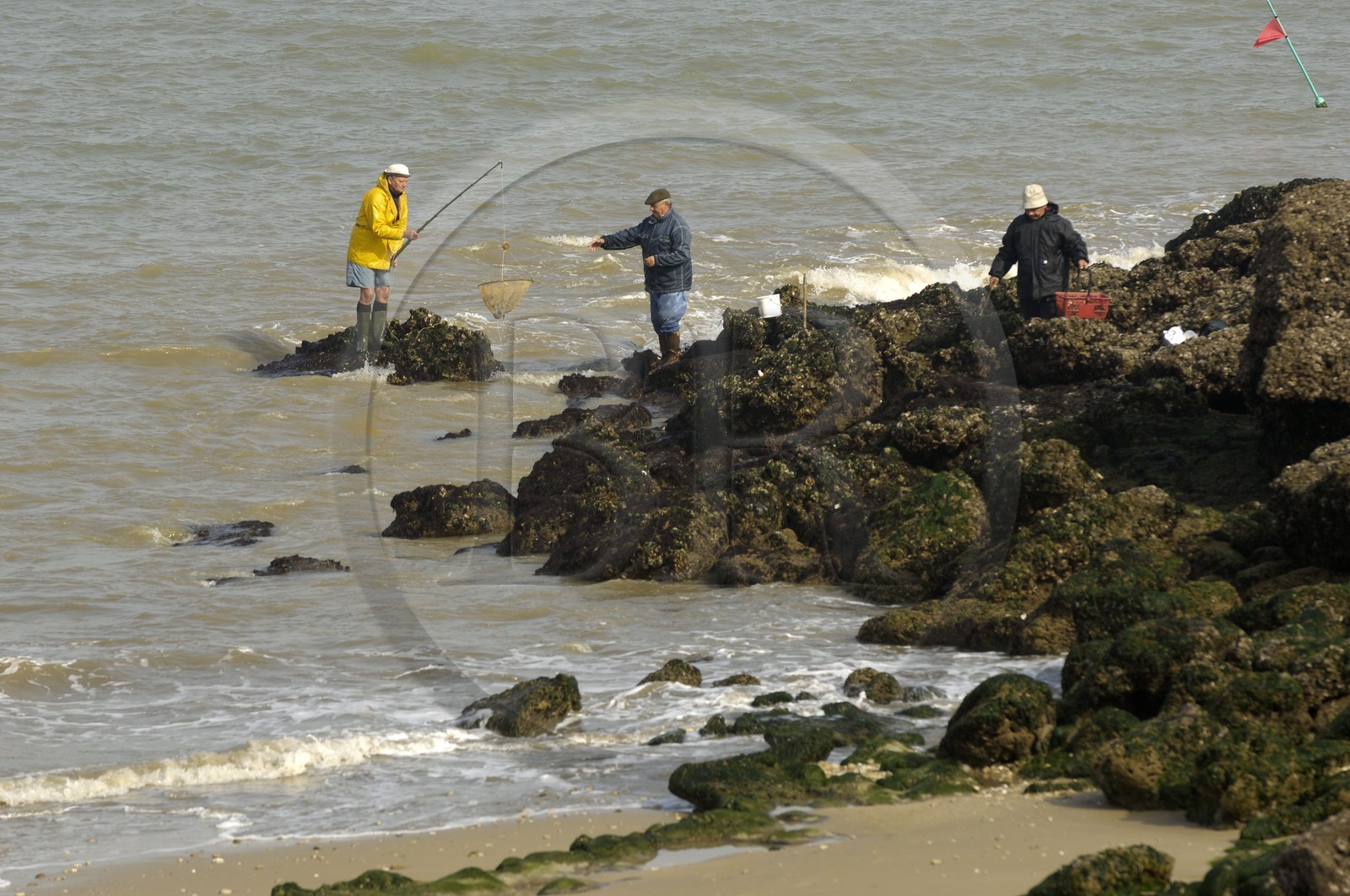 France, Charente-Maritime (17), Ile d'Aix, pointe du Parc, pêche au filet