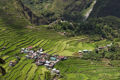Philippines, province d'Ifugao, les rizières en terrasses de Banaue autour du village de Batad, classées Patrimoine Mondial de l'UNESCO, alimentées par un ancien système d'irrigation depuis la forêt tropicale au-dessus des terrasses