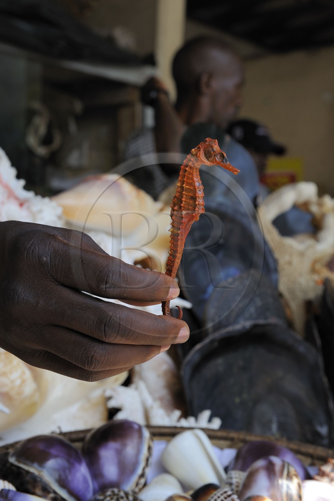 Tanzanie, Dar es-Salaam, vendeurs de coquillages et d'hippocampes séchés au marché aux poissons de Kivukoni