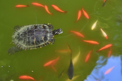 Italie, Vintimille, Cap Mortola près de Menton en France, le jardin botanique Hanbury (Giardini botanici Hanbury), tortue d'eau et poissons rouges
