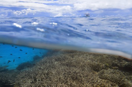 France, Ile de Mayotte, Grande-Terre, récif de corail dans la lagune face à la pointe Saziley  sur la cote Est