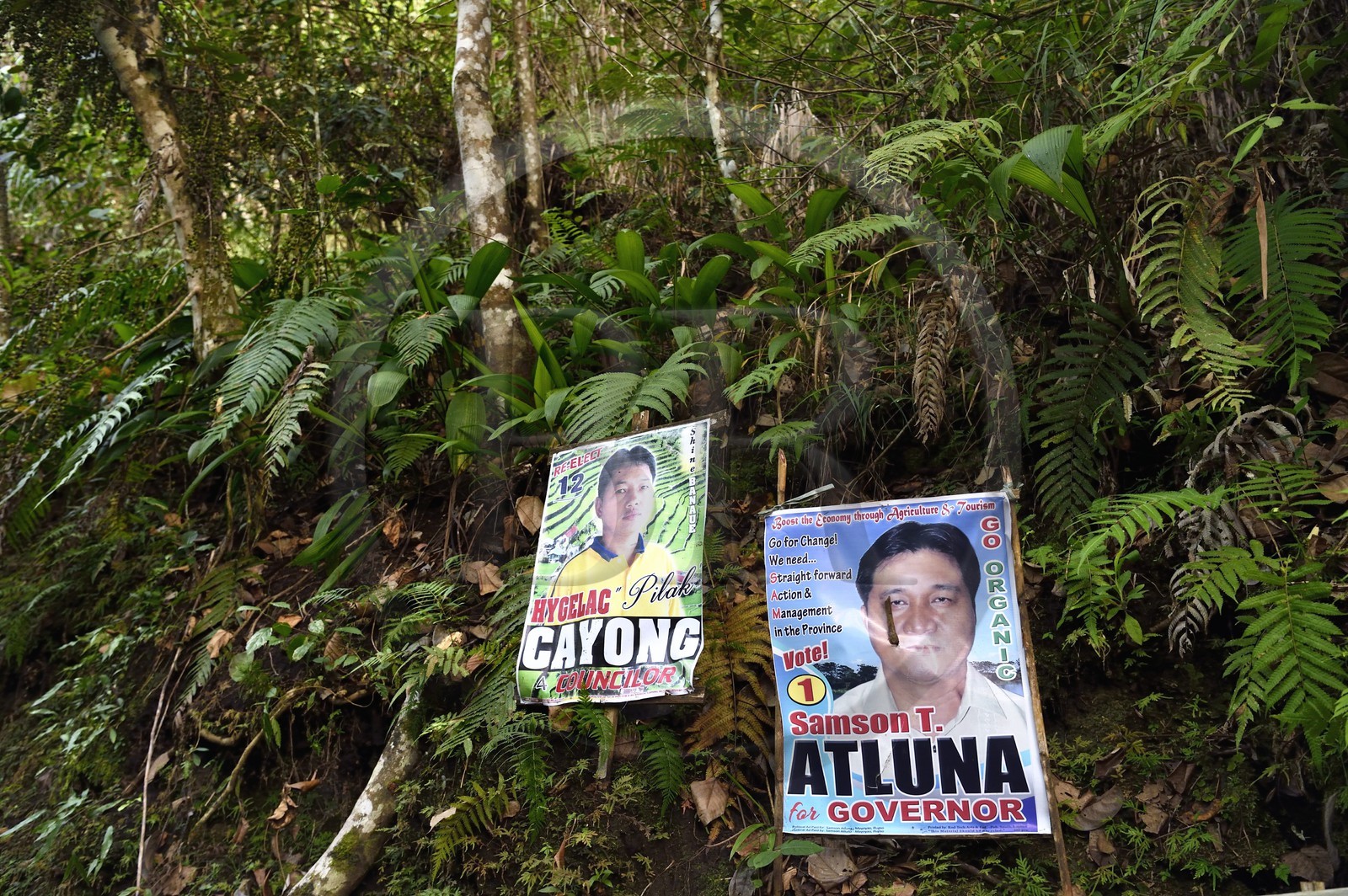 Philippines, province d'Ifugao, région de Banaue, village de Batad, affiches de candidats aux élections de conseiller et de gouverneur jusque dans la forêt