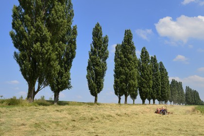 France, Haut-Rhin (68), Sundgau, Feldbach, travaux des champs