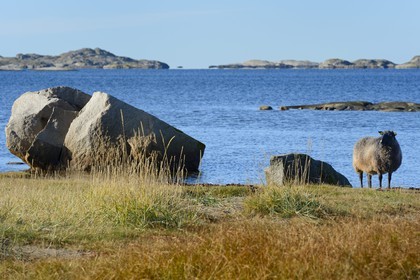 Suède, Västra Götaland, Iles Koster, Sydkoster, mouton en bordure de mer
