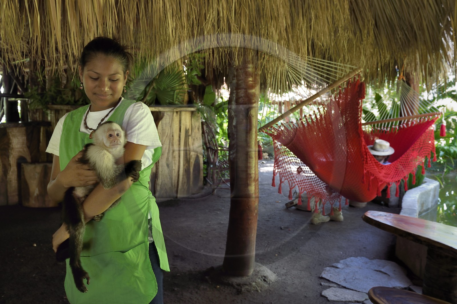 Nicaragua, Lac Nicaragua, Las Isletas de Granada, isla Zopango, sieste dans un hamac et Capucin moine (Cebus capucinus) Nicaragua, Nicaragua lake, Las Isletas de Granada, isla Zopango, nap in a hammock and white-headed capuchin (Cebus capucinus)