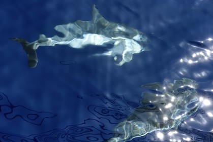 France, Alpes-Maritimes (06), Saint-Jean-Cap-Ferrat, sanctuaire Pelagos pour la protection des mammifères marins, dauphins bleu et blanc (Stenella coeruleoalba)