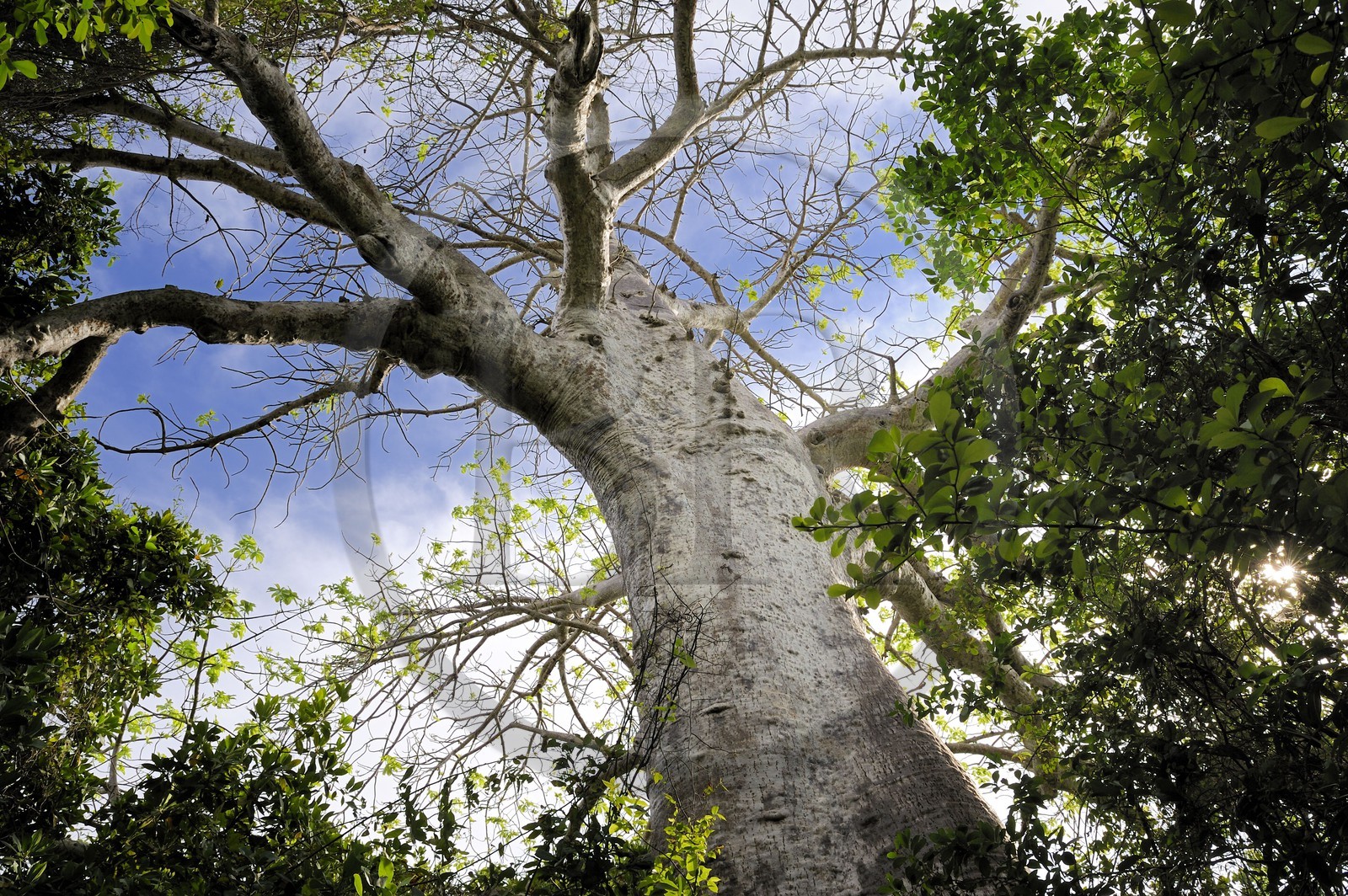 Tanzanie, archipel de Zanzibar, île de Unguja (Zanzibar), côte ouest, réserve naturelle de Chumbe Island Coral Park, baobab