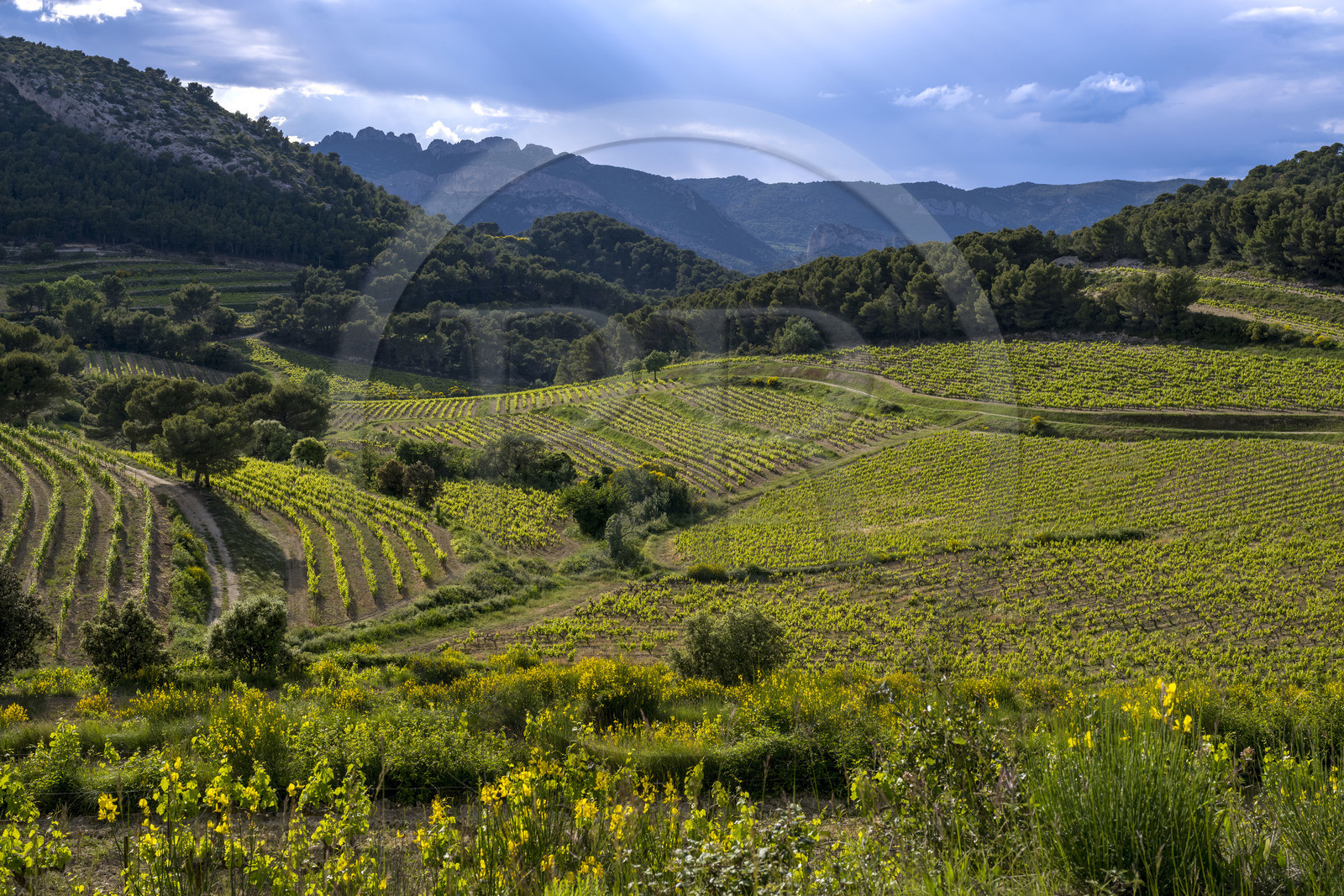France, Vaucluse (84), Dentelles de Montmirail, le vignoble et la garrigue au pied du village perché de La Roque-Alric et les Dentelles Sarrasines en arrière plan