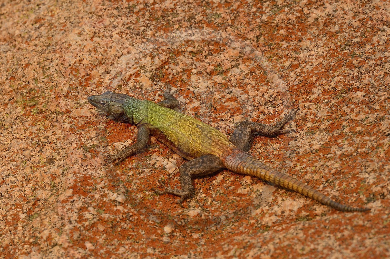 Zimbabwe, province de Matabeleland méridional, Matobo ou Matopos Hills National Park, classé Patrimoine Mondial de l'UNESCO, lézard arc-en-ciel