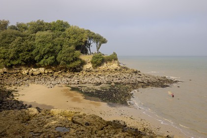 France, Charente-Maritime (17), Ile d'Aix, plage des Sables Jaunes, pêche à la treuille (pour les crevettes)