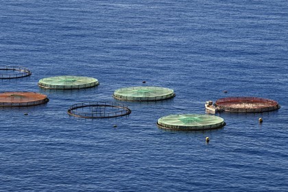Portugal, Ile de Madère, réserve naturelle de la Ponta de Sao Lourenço (pointe Saint Laurent) à l'extrême Est de l'ile, pisciculture dans la baie d'Abra