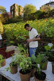 France, Paris (75), la Butte Montmartre, le vignoble de Montmartre ouvert pour la journée des jardins