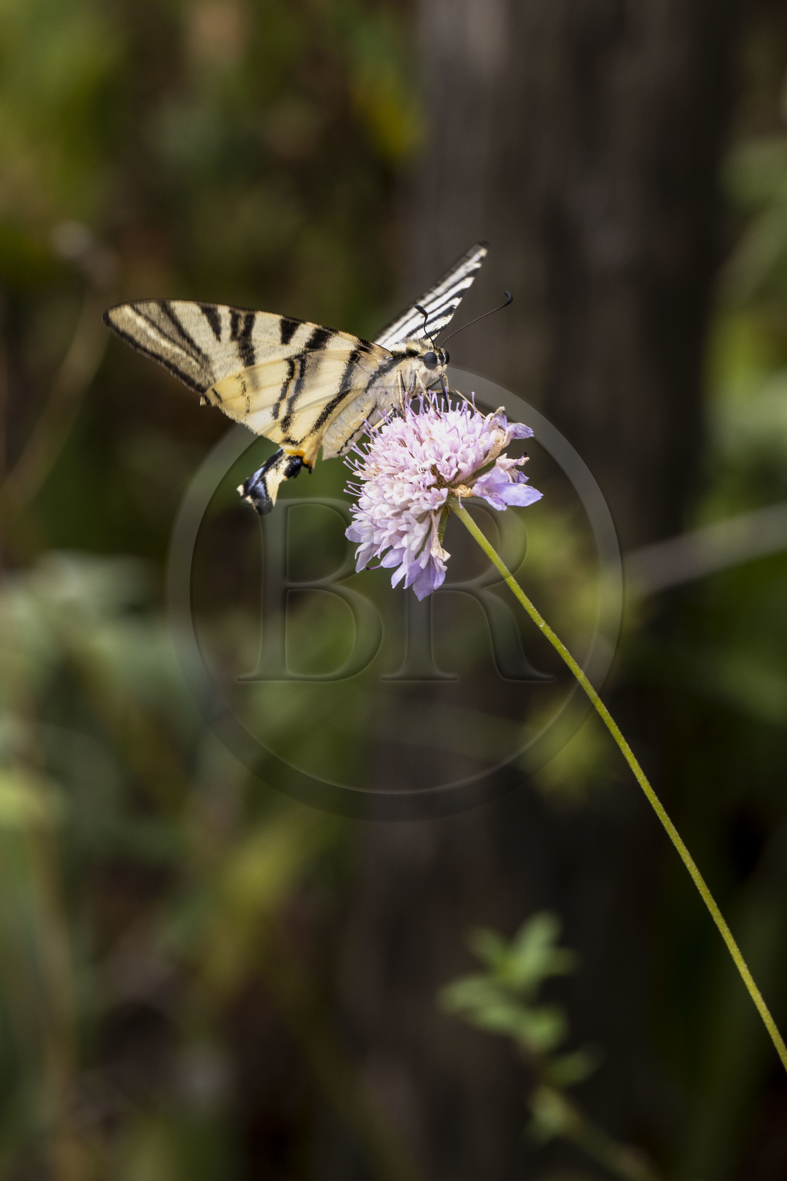 France, Alpes-Maritimes (06), Mouans-Sartoux, Jardins du Musée International de la Parfumerie​ (MIP), papillon le Flambé (Iphiclides podalirius)