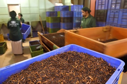 Sri Lanka, province du centre, district de Kandy, Pilimathalawa, usine de thé d'Embilmeegama